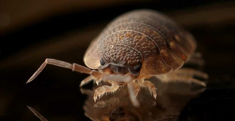 Danger of Bed Bugs from Not Washing Sheets