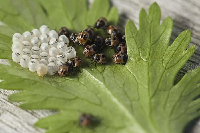 eggs as an early sign of bed bugs